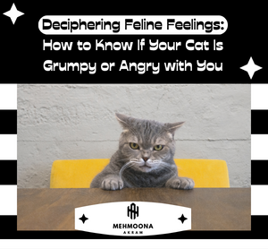 Is your cat grumpy or angry? Learn to recognize their true emotions. Don't let false feelings bring you down