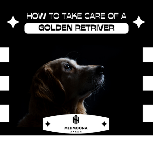 Learn how to care for a golden retriever